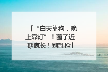 “白天靠狗，晚上靠灯”！菌子近期疯长！别乱捡
