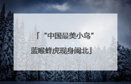 “中国最美小鸟”蓝喉蜂虎现身闽北