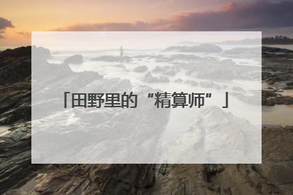 田野里的“精算师”