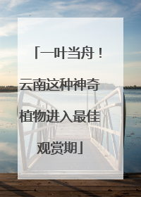 一叶当舟！云南这种神奇植物进入最佳观赏期