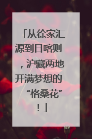 从徐家汇源到日喀则，沪藏两地开满梦想的“格桑花”！