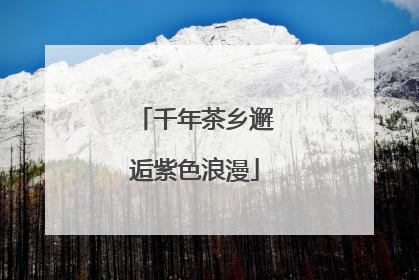 千年茶乡邂逅紫色浪漫