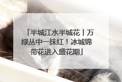 半城江水半城花丨万绿丛中一抹红！冰城锦带花进入盛花期