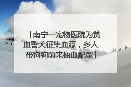 南宁一宠物医院为贫血警犬征集血源，多人带狗狗前来抽血配型