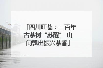 四川旺苍：三百年古茶树“苏醒” 山间飘出振兴茶香