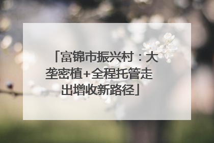 富锦市振兴村：大垄密植+全程托管走出增收新路径