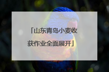 山东青岛小麦收获作业全面展开