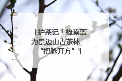 护茶记！检察蓝为景迈山古茶林 “把脉开方”