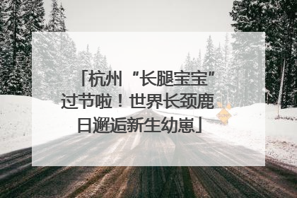杭州“长腿宝宝”过节啦！世界长颈鹿日邂逅新生幼崽