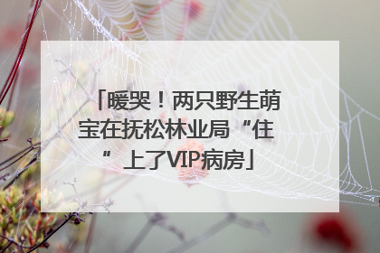 暖哭！两只野生萌宝在抚松林业局“住”上了VIP病房