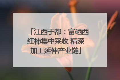 江西于都：富硒西红柿集中采收 精深加工延伸产业链