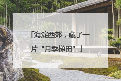 海淀西郊，藏了一片“月季梯田”