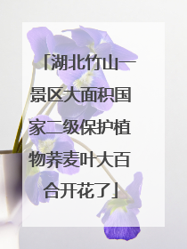 湖北竹山一景区大面积国家二级保护植物荞麦叶大百合开花了