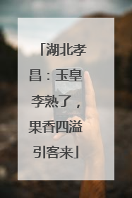 湖北孝昌：玉皇李熟了，果香四溢引客来