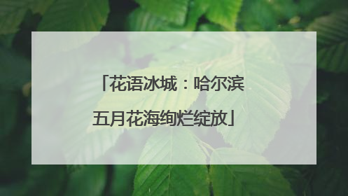 花语冰城：哈尔滨五月花海绚烂绽放