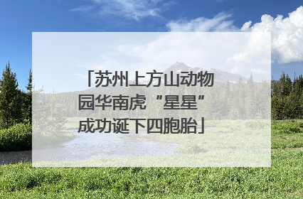 苏州上方山动物园华南虎“星星”成功诞下四胞胎