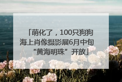 萌化了，100只狗狗海上肖像摄影展6月中旬“黄海明珠”开放