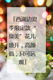 西湖边夏季限定款“臭美”花儿盛开，高颜值，只可远观