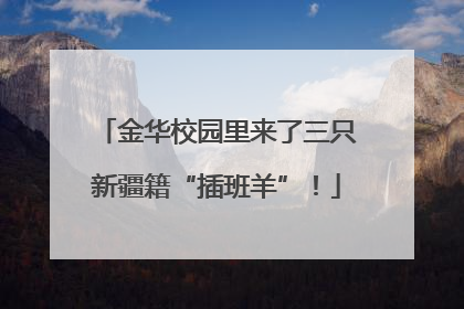 金华校园里来了三只新疆籍“插班羊”！