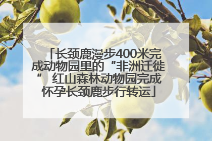 长颈鹿漫步400米完成动物园里的“非洲迁徙” 红山森林动物园完成怀孕长颈鹿步行转运
