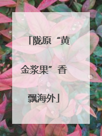 陇原“黄金浆果”香飘海外