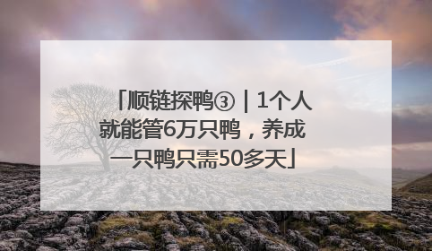顺链探鸭③｜1个人就能管6万只鸭，养成一只鸭只需50多天