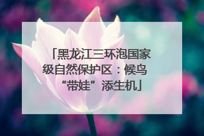黑龙江三环泡国家级自然保护区：候鸟“带娃”添生机